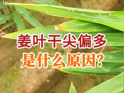 姜叶干尖偏多是什么原因？ ()