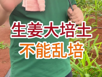 生姜大培土不能乱培 ()