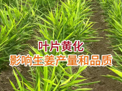叶片黄化影响生姜产量和品质 ()