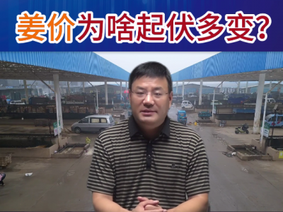 老石说姜：姜价为啥起伏多变？ ()