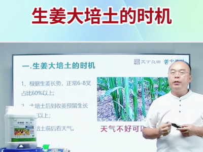 生姜大培土的时机 ()