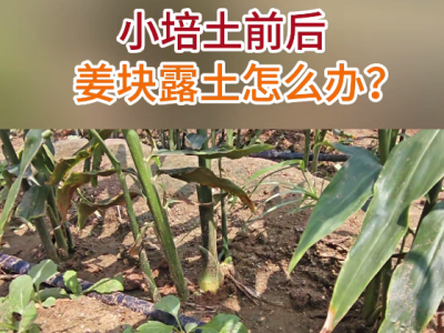 小培土前后姜块露土怎么办？ ()