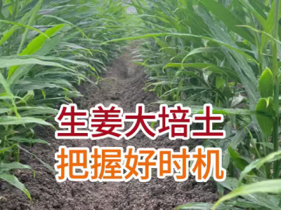 生姜大培士把握好时机 ()