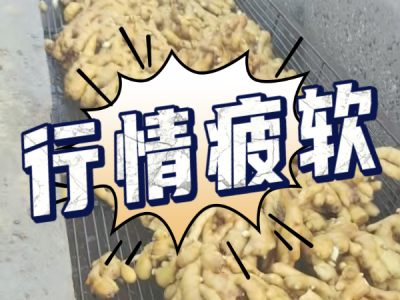 8月1日 生姜价格行情（行情疲软） ()