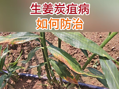 生姜炭疽病如何防治？ ()