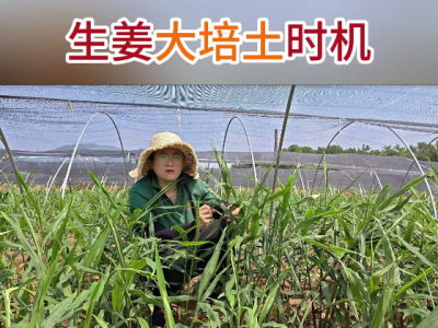 生姜大培土时机 ()