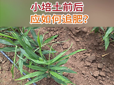 茎基腐病如何防治？ ()