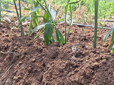 生姜小培土如何来培？ ()