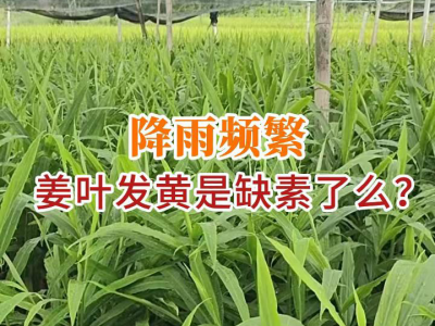 降雨频繁，姜叶发黄是缺素了么？ ()