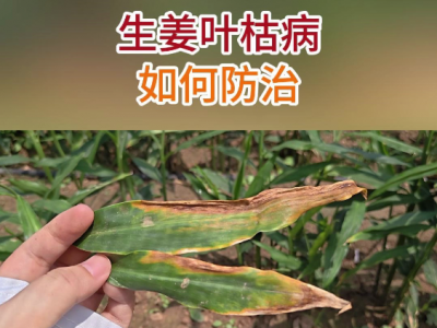 生姜叶枯病如何防治？ ()