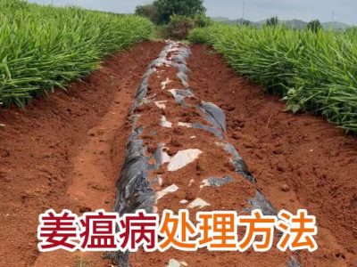 姜瘟病处理方法 ()