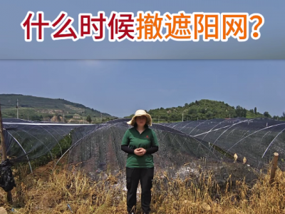 什么时候撤遮阳网？ ()