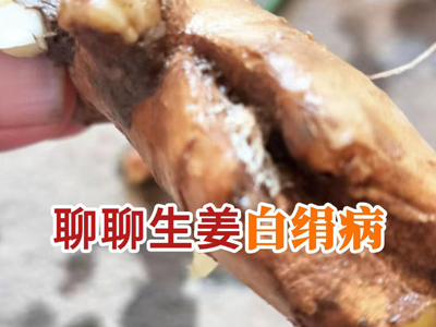 聊聊生姜白绢病 ()