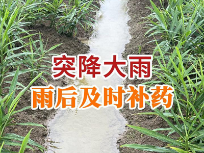 突降大雨 雨后及时补药 ()
