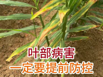 叶部病害一定要提前防控 ()