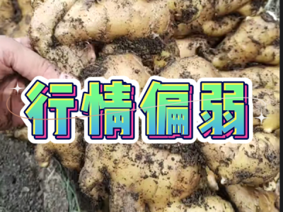 8月2日 安丘黑埠子（行情偏弱） ()