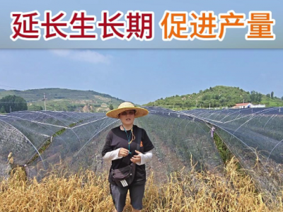 延长生长期促进产量 ()