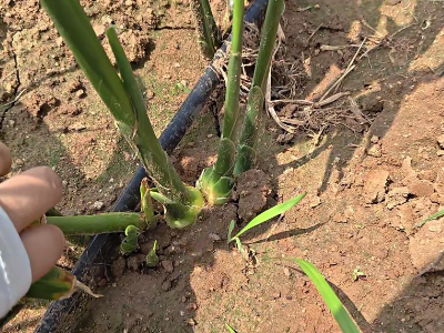 姜块露出地面，影响后期膨大 ()