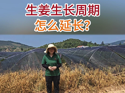 生姜生长周期怎么延长？ ()