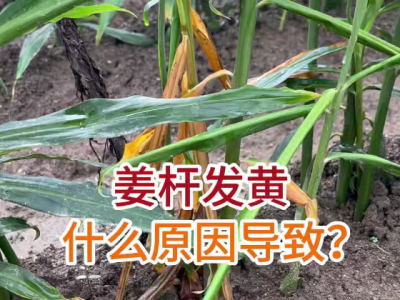 姜杆发黄什么原因导致？ ()