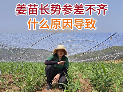姜苗长势参差不齐什么原因导致？ ()