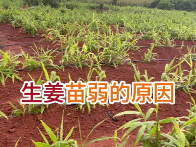 生姜苗弱的原因 ()