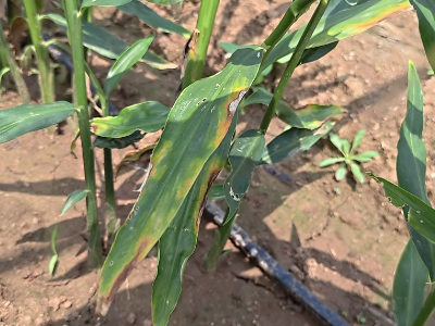 生姜叶部病害高发期 ()