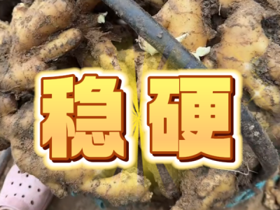 8月4日 安丘 黑埠子（稳硬） ()