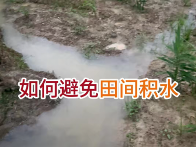如何避免田间积水 ()