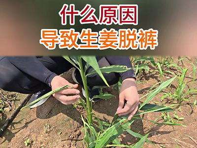 什么原因导致生姜脱裤？ ()