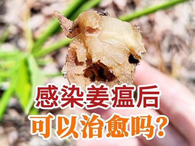 感染姜瘟后可以治愈吗？ ()