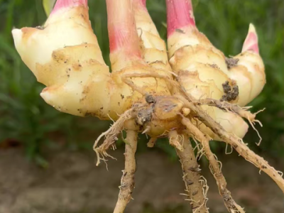 生姜根腐病 ()