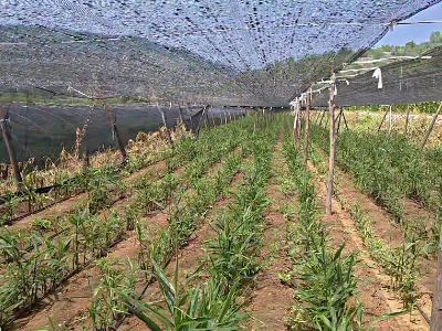 姜棵参差不齐，筛选姜种很关键 ()