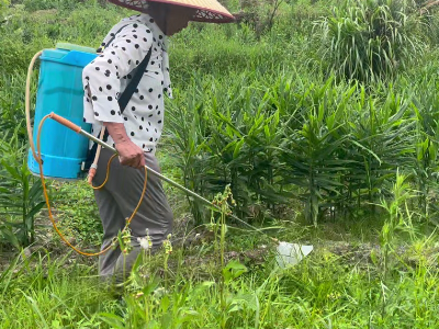 姜地除草需要注意什么？ ()