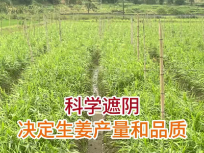 科学遮阴 决定生姜产量和品质 ()