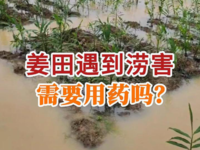 姜田遇到涝害，需要用药吗？ ()