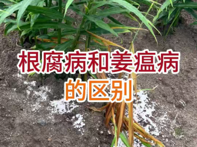 根腐病和姜瘟病的区别 ()