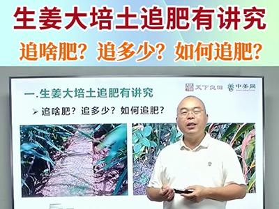 生姜大培土追肥有讲究 ()