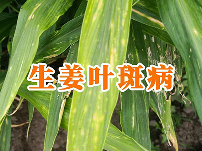 生姜叶斑病 ()
