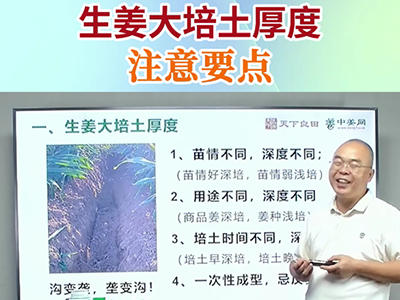 生姜大培土厚度注意要点 ()