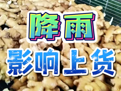 8月6日 生姜价格行情（降雨影响上货） ()