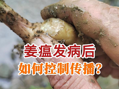 姜瘟发病后如何控制传播？ ()