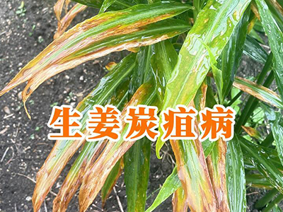 生姜炭疽病 ()