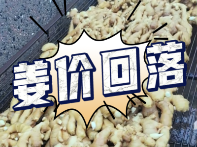 8月8日 生姜价格行情（姜价回落） ()