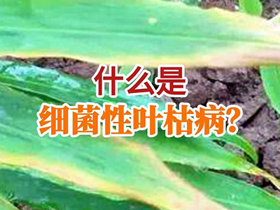 什么是细菌性叶枯病？ ()