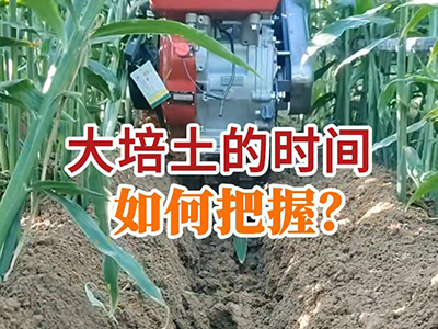 大培土的时间如何把握？ ()