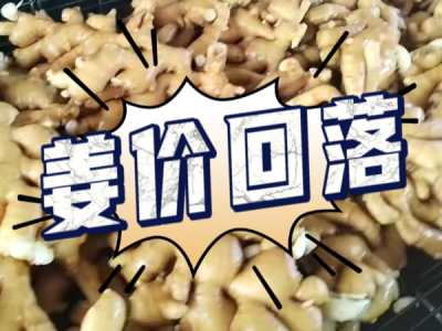 8月12日 生姜价格行情（姜价回落） ()