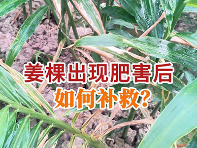 姜棵出现肥害后如何补救？ ()