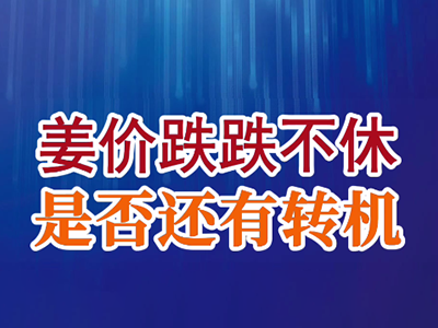 老石说姜：姜价跌跌不休，是否还有转机？ ()