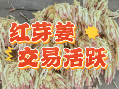 8月13日 生姜价格行情（红芽姜交易活跃） ()